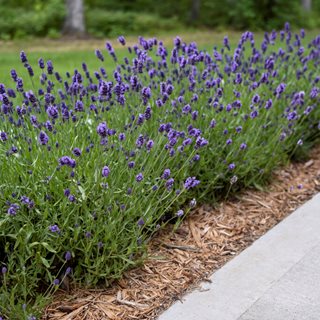 Lavender Border, Sweet Romance Lavender
Proven Winners
Sycamore, IL