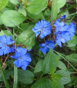 LEADWORT