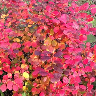 Legend Of The Fall Fothergilla, Fothergilla X Intermedia, Fall Color
Proven Winners
Sycamore, IL