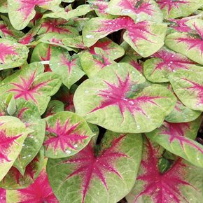 Lemon Blush Caladium
Proven Winners
Sycamore, IL