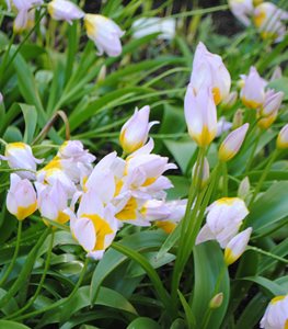 'LILAC WONDER' TULIP