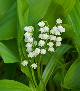 Lily of the Valley plant