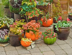 Container Garden Pictures
Linda Ernst
Portland, OR