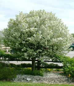 'Lollipop' crabapple tree