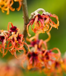 'Jelena' witch hazel