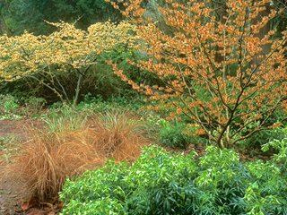 Loughrey_hamamelis_intermedia_orange_beauty_h._mollis_pallida
Garden Design
Calimesa, CA