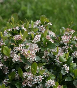 Low Scape Mound aronia