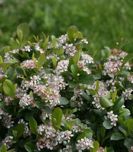 Low Scape Mound® chokeberry