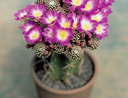 Lumpstick, Mammillaria Luethyi
I Love This Plant
Garden Design
Calimesa, CA