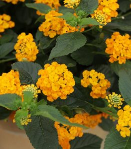 Luscious® Goldengate™ lantana