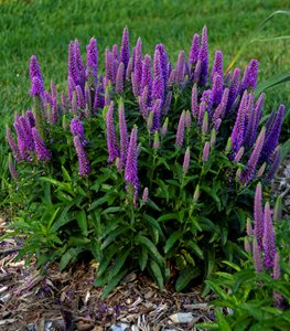 Magic Show® ‘Purple Illusion’ spike speedwell