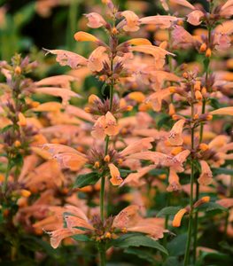 Mango Tango agastache