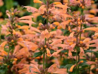 Mango Tango Agastache Flowers, Agastache Hybrid
Proven Winners
Sycamore, IL