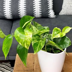 Golden Pothos plant