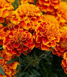 MARIGOLD