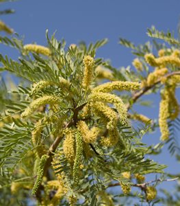 MESQUITE TREE