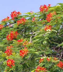 MEXICAN BIRD OF PARADISE