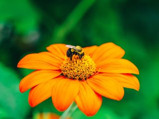 Mexican Sunflower And Bee, Pollinator Plant
Shutterstock.com
New York, NY