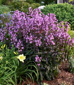 ‘Midnight Masquerade’ penstemon