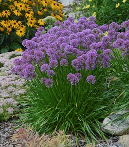 ALLIUM