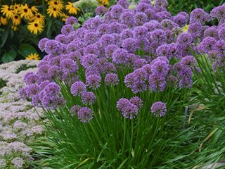 Millenium Allium, Allium Hybrid
"Dream Team's" Portland Garden
Proven Winners
Sycamore, IL