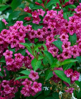 Minuet Weigela, Dwarf Weigeal
Shutterstock.com
New York, NY