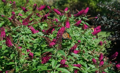 Miss Molly Butterfly Bush, Pink Flowers, Pollinator Plant
Minor Miracles: Jewel Box
Proven Winners
Sycamore, IL