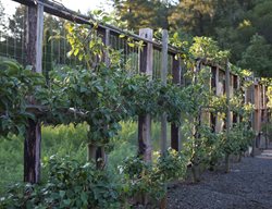 Edible Garden Pictures
MIX Garden
Healdsburg, CA