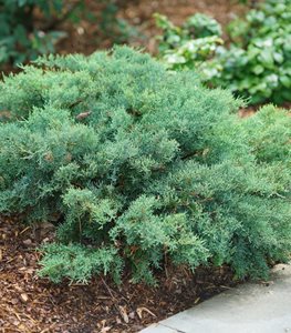 Montana Moss® juniper