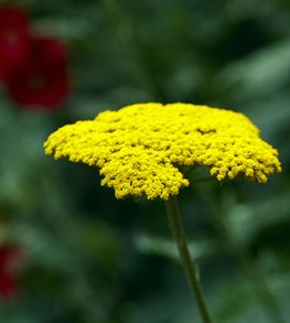 MOONSHINE YARROW