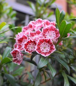 MOUNTAIN LAUREL