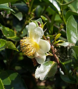 MOUNTAIN STEWARTIA