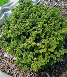 ‘NANA’ DWARF BALSAM FIR