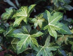 Nepal Ivy, Hedera Nepalensis
I Love This Plant
Garden Design
Calimesa, CA