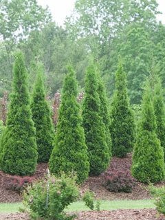 North Pole Arborvitae, North Pole Thuja, Thuja Occidentalis
Proven Winners
Sycamore, IL