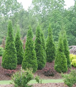 NORTH POLE ARBORVITAE