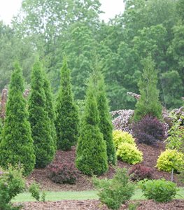 NORTH POLE ARBORVITAE