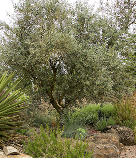 Olive tree