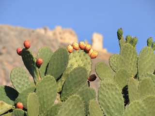 Opuntia, Prickly Pear, Fruit
"Dream Team's" Portland Garden
Shutterstock.com
New York, NY