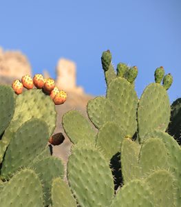 PRICKLY PEAR CACTUS