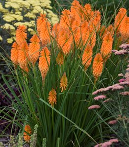 RED HOT POKER