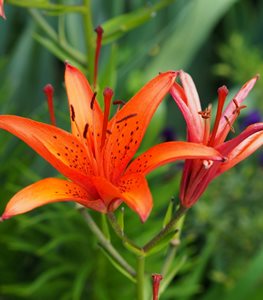 ORANGE LILY