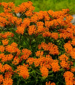 BUTTERFLY WEED