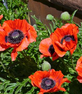 Oriental Poppy