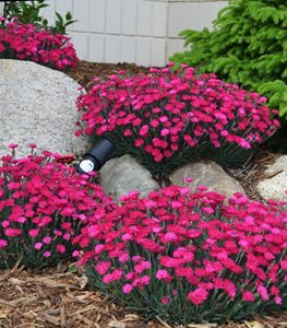 Paint the Town Magenta dianthus