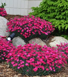 'Paint the Town Magenta' dianthus