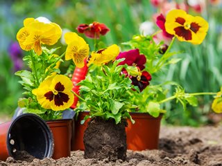 Pansy flowers