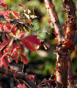 Paperbark Maple