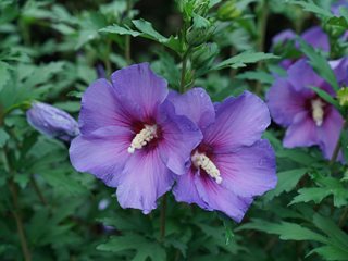 Paraplu Violet Rose Of Sharon, Purple Rose Of Sharon
"Dream Team's" Portland Garden
Proven Winners
Sycamore, IL