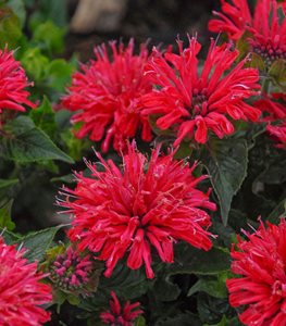 'PARDON MY CERISE' bee balm.